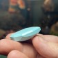 Iranian Neyshabur Turquoise old stock- old layers Stabilized only weight 69.65 ct