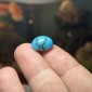 Iranian Neyshabur Turquoise old stock- old layers Stabilized only weight 12.85 ct