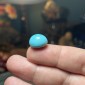 Iranian Neyshabur Turquoise old layers Stabilized only weight 13.25 ct