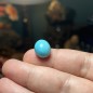 Turquoise iranienne de Neyshabur – Stock ancien, couches anciennes – Stabilisée uniquement – Poids  13.25 ct