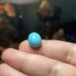 Iranian Neyshabur Turquoise old layers Stabilized only weight 13.25 ct