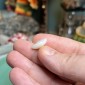 Натуральные бразильские опалы без какой-либо обработки — вес 7.45 карата