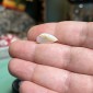 無処理の天然ブラジル産オパール – 重量 4.45カラット