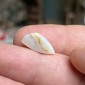 Opales brésiliennes naturelles sans aucun traitement – poids 4.45 ct