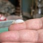 無処理の天然ブラジル産オパール – 重量 4.45カラット