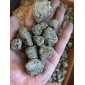 Pyrite sans roche hôte Brésil - au poids