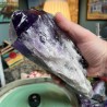 Natürlicher brasilianischer Amethyst unbehandelt langer Kristall - Gewicht 1965 Gramm