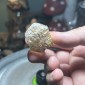 Natural Golden Brazilian Rutile Quartz - weight 38.93 Grams