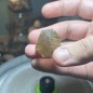 Natural Golden Brazilian Rutile Quartz - weight 38.93 Grams