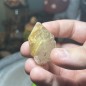 Natural Golden Brazilian Rutile Quartz - weight 34.90 Grams