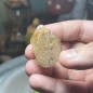 Natural Golden Brazilian Rutile Quartz - weight 34.90 Grams