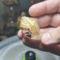 Natural Golden Brazilian Rutile Quartz - weight 34.90 Grams