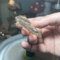 Natural Golden Brazilian Rutile Quartz top with shooting stars - weight 78.73 Grams